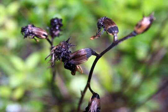 Слика од Liatris squarrulosa Michx.