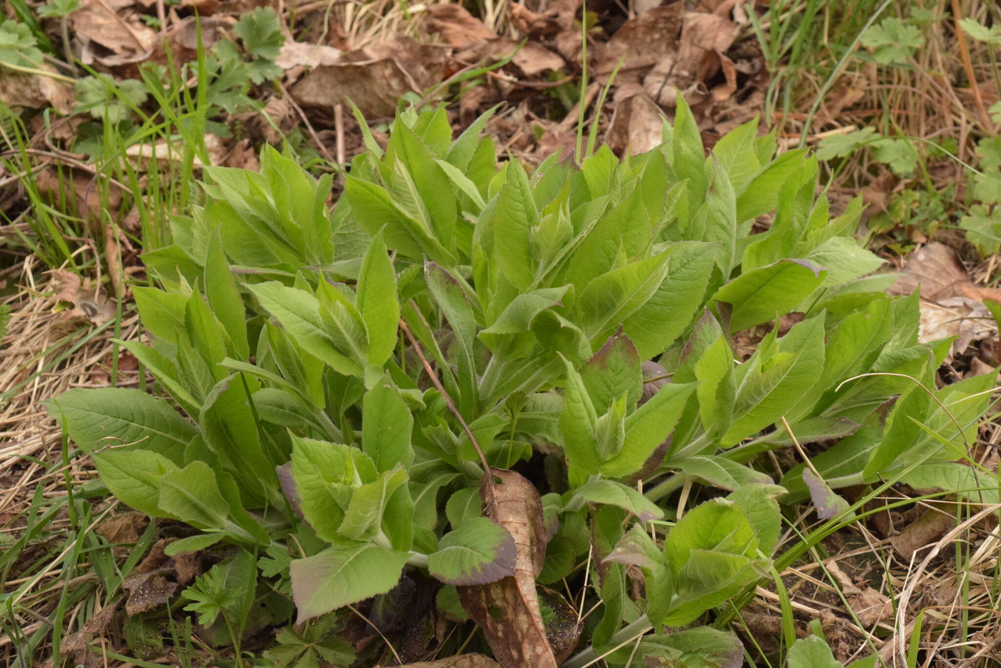 Plancia ëd Knautia drymeia Heuffel