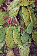 Image of Eastern Prickly Pear