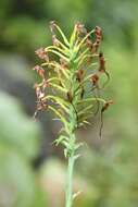 Image of Yellow fringed orchid