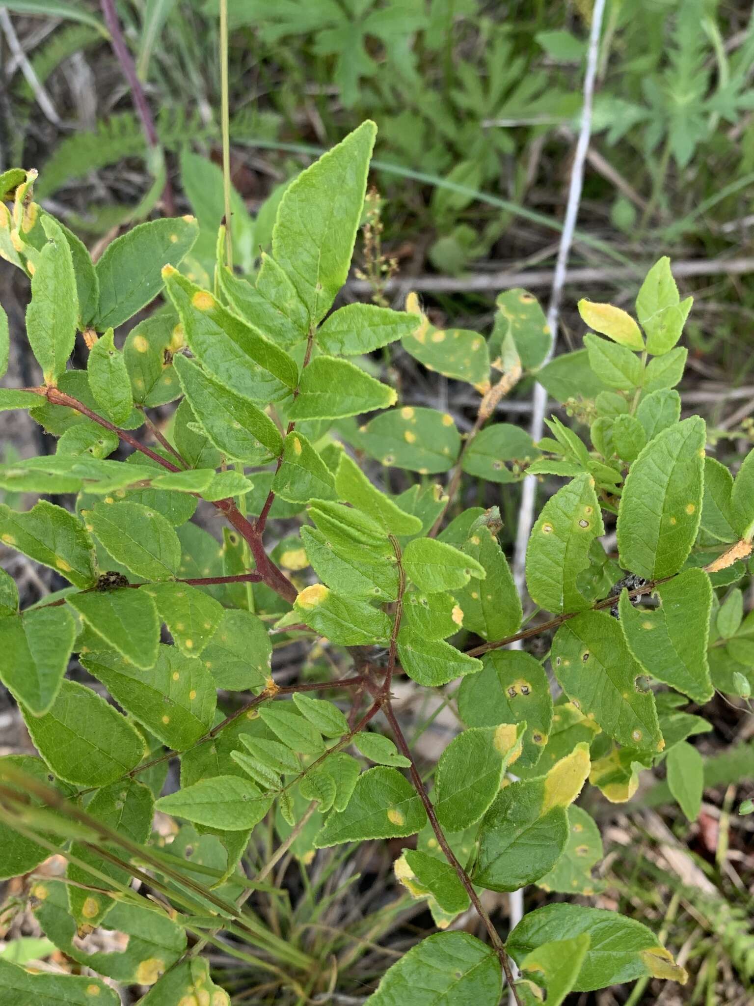 Image of Puccinia andropogonis Schwein. 1832