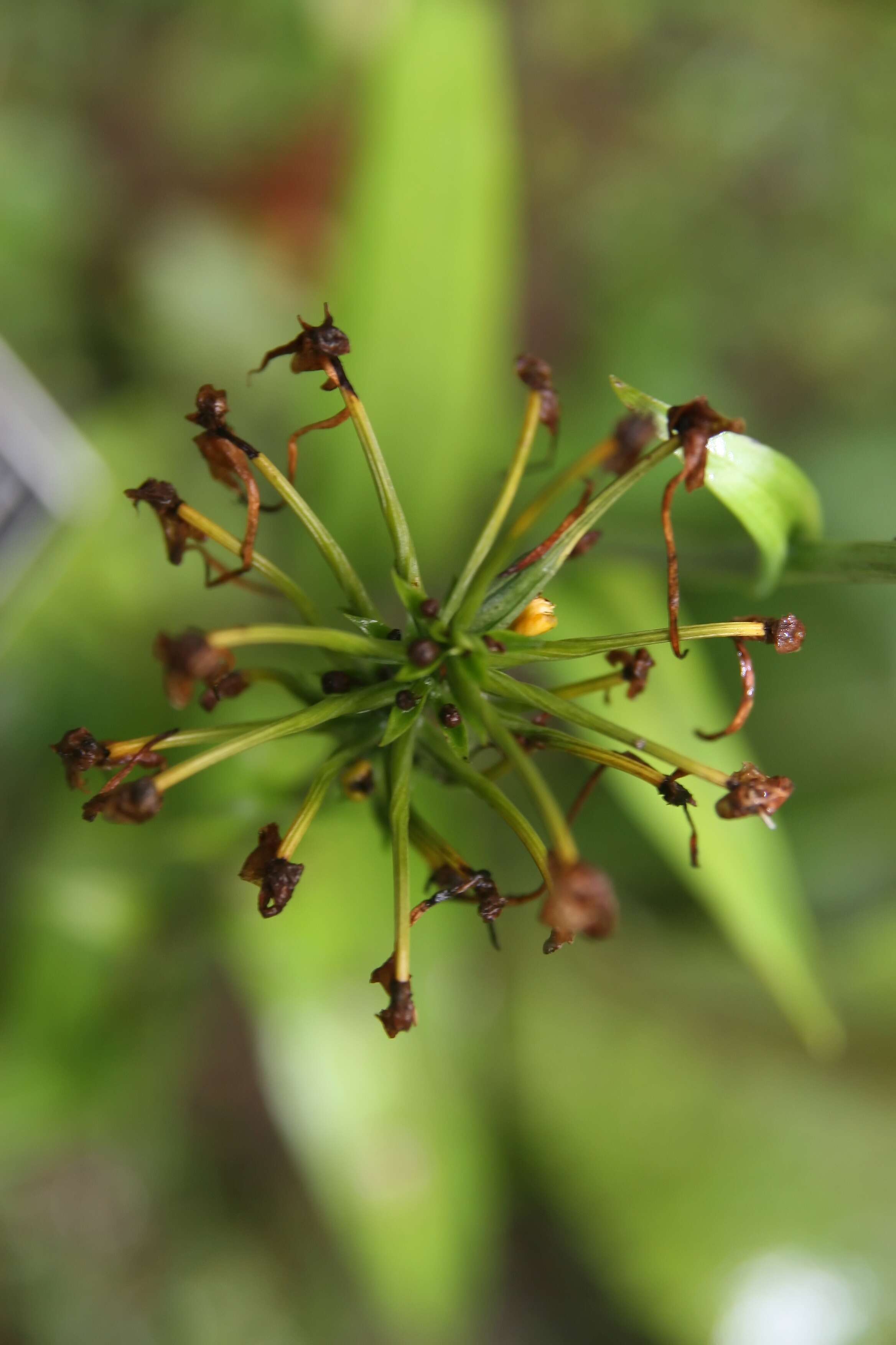 Image of Yellow fringed orchid