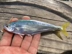 Image of Leatherjacket fish