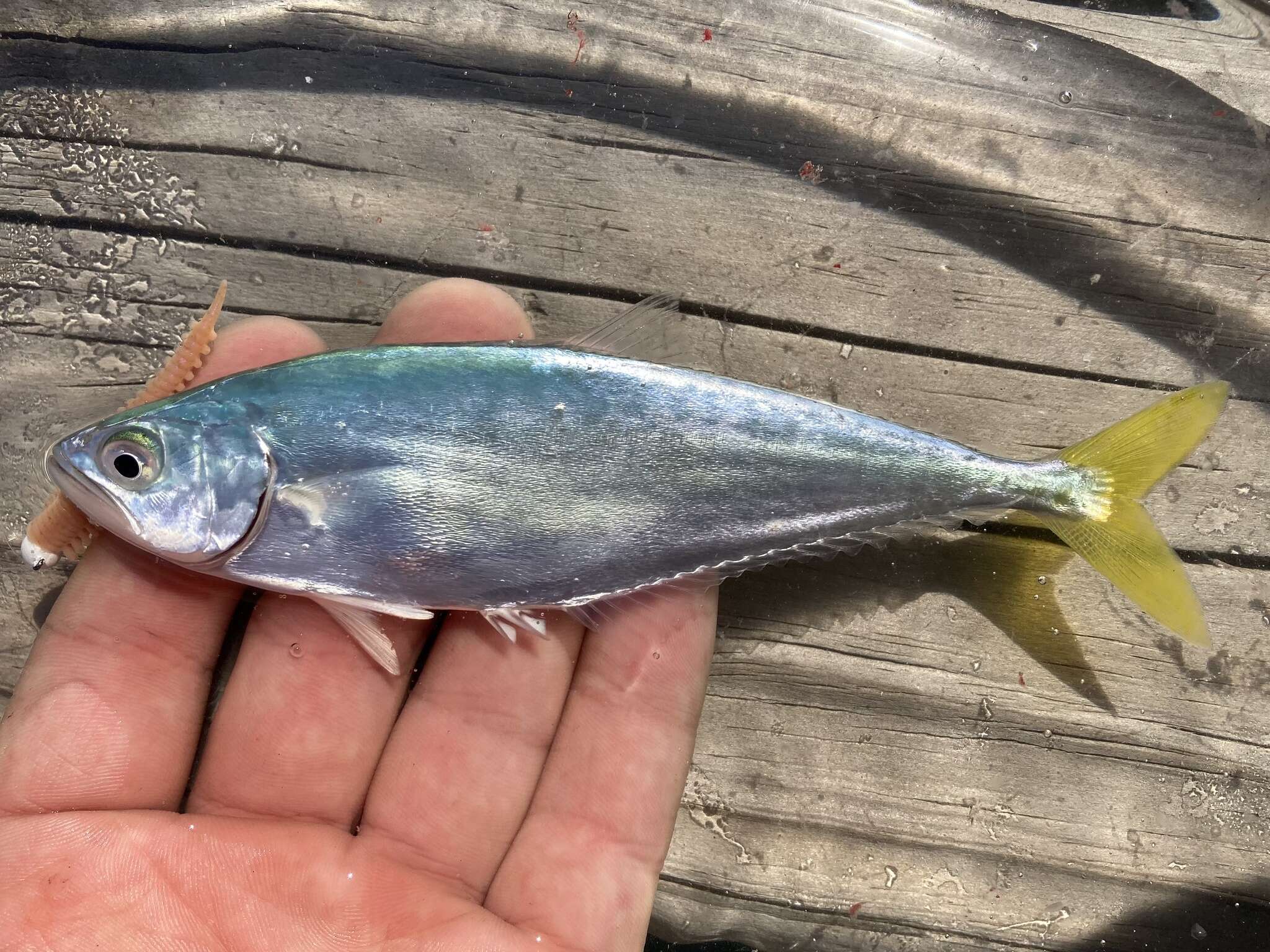 Image of Leatherjacket fish