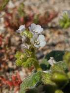 Image of blacktack phacelia