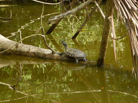 Image of Hispaniolan Slider Turtle