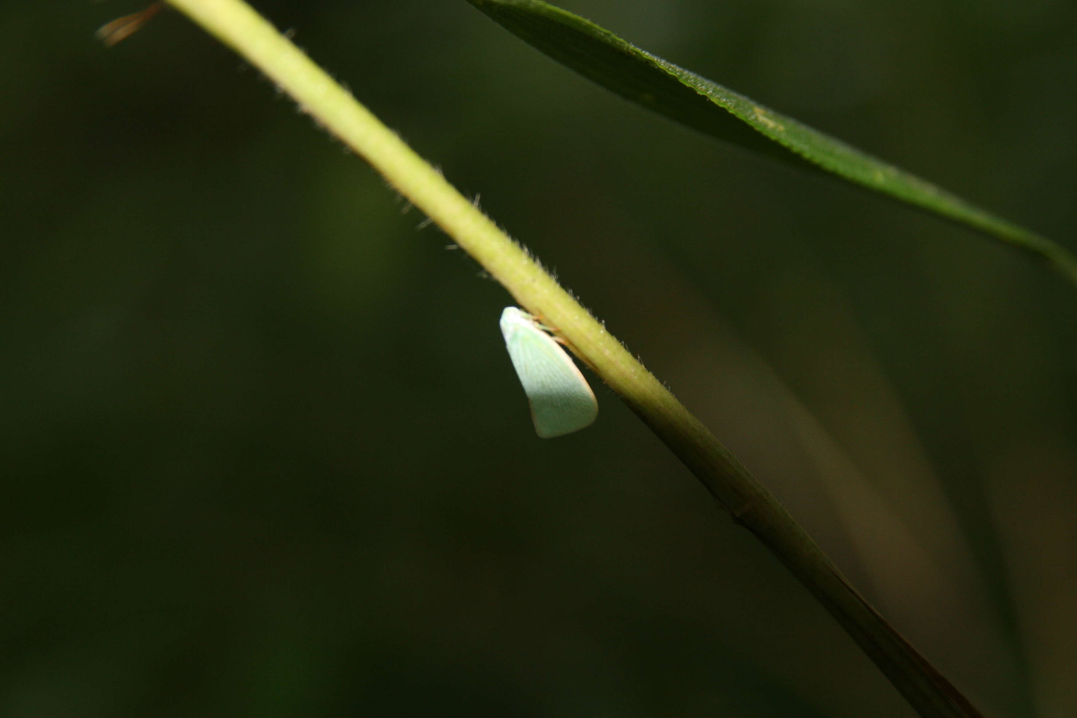 Image of giant cane