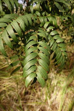 Image of cedar wattle