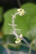 Image of oneseed bur cucumber