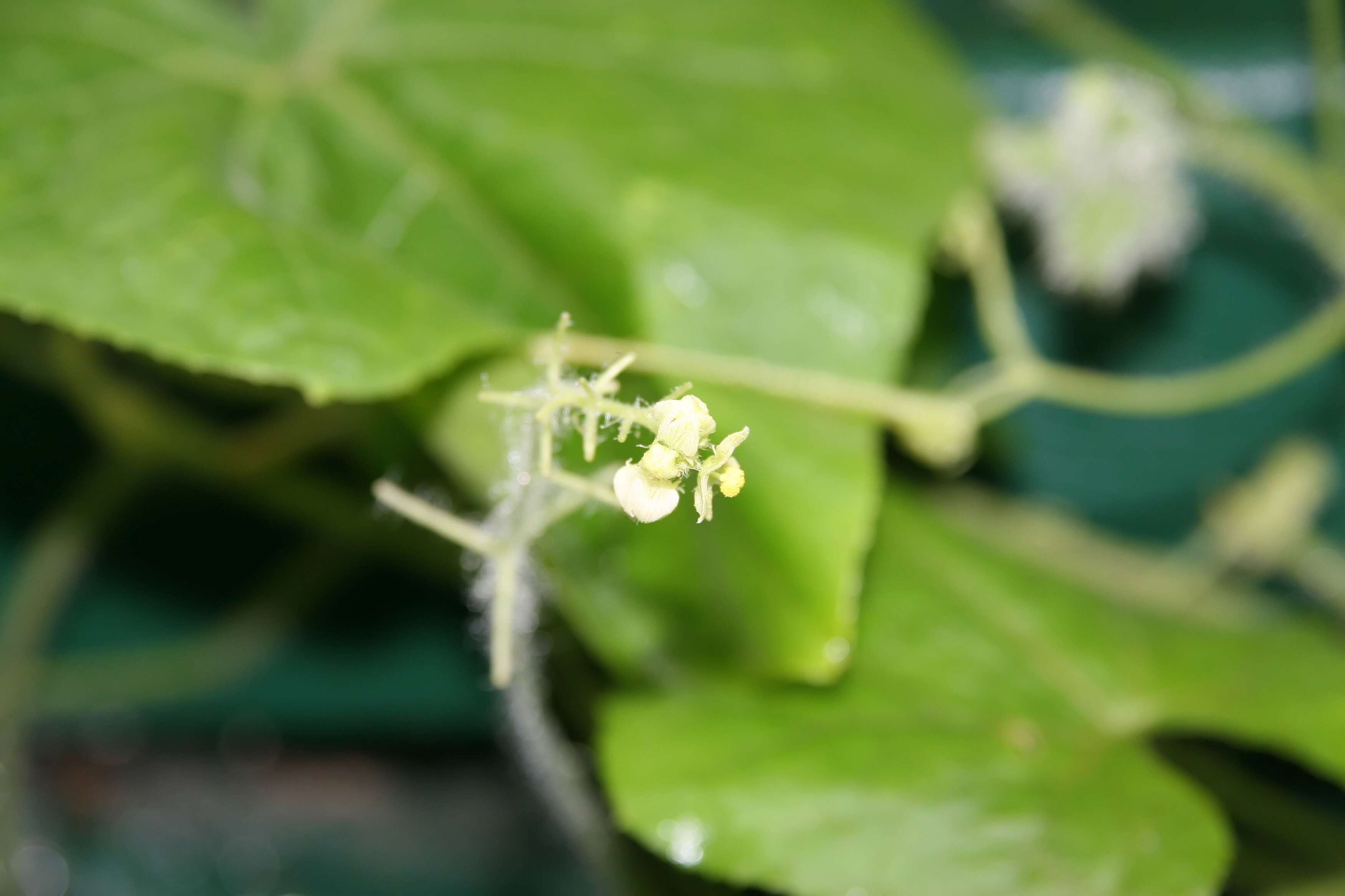 Image of oneseed bur cucumber