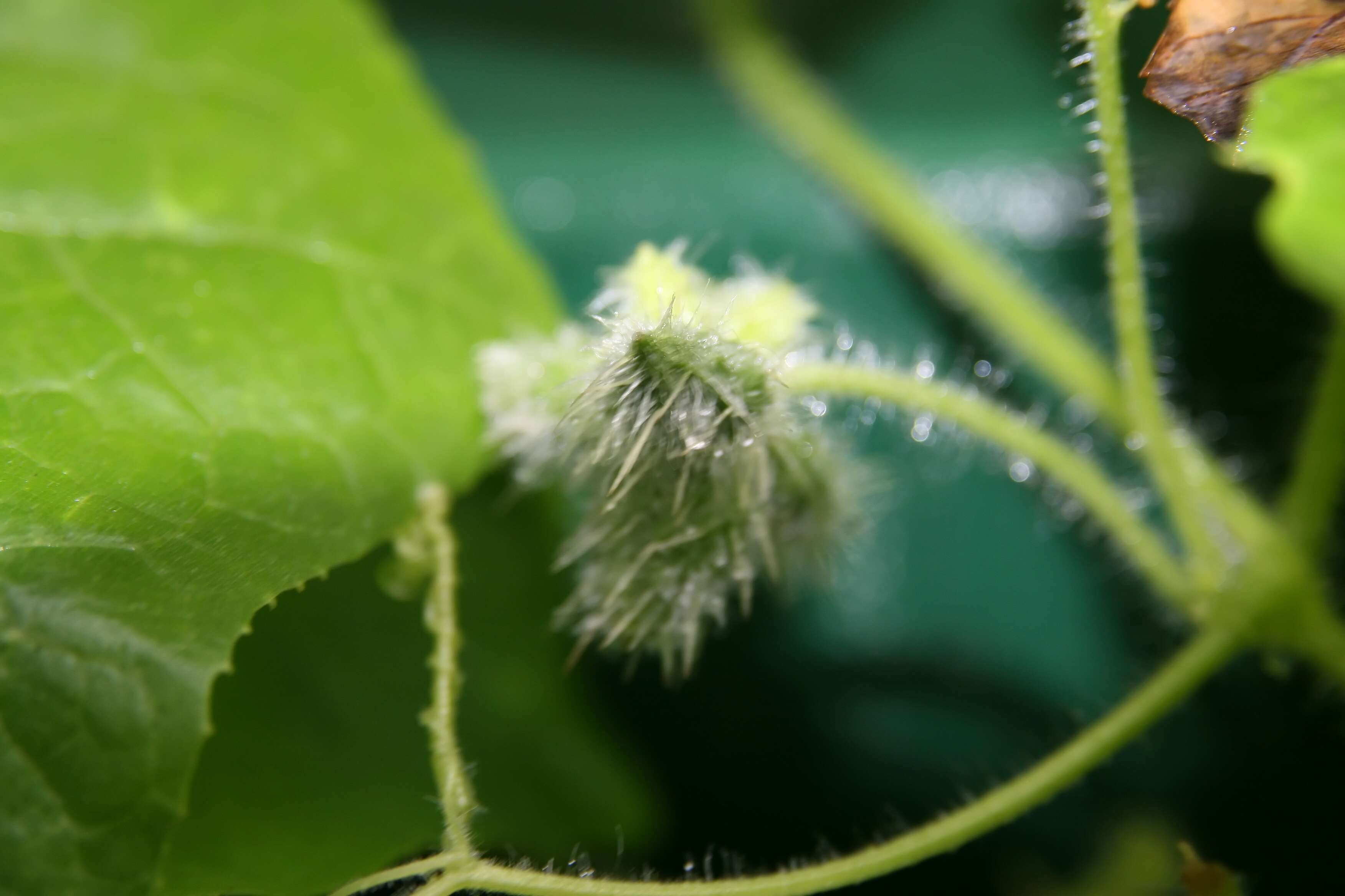 Image of oneseed bur cucumber