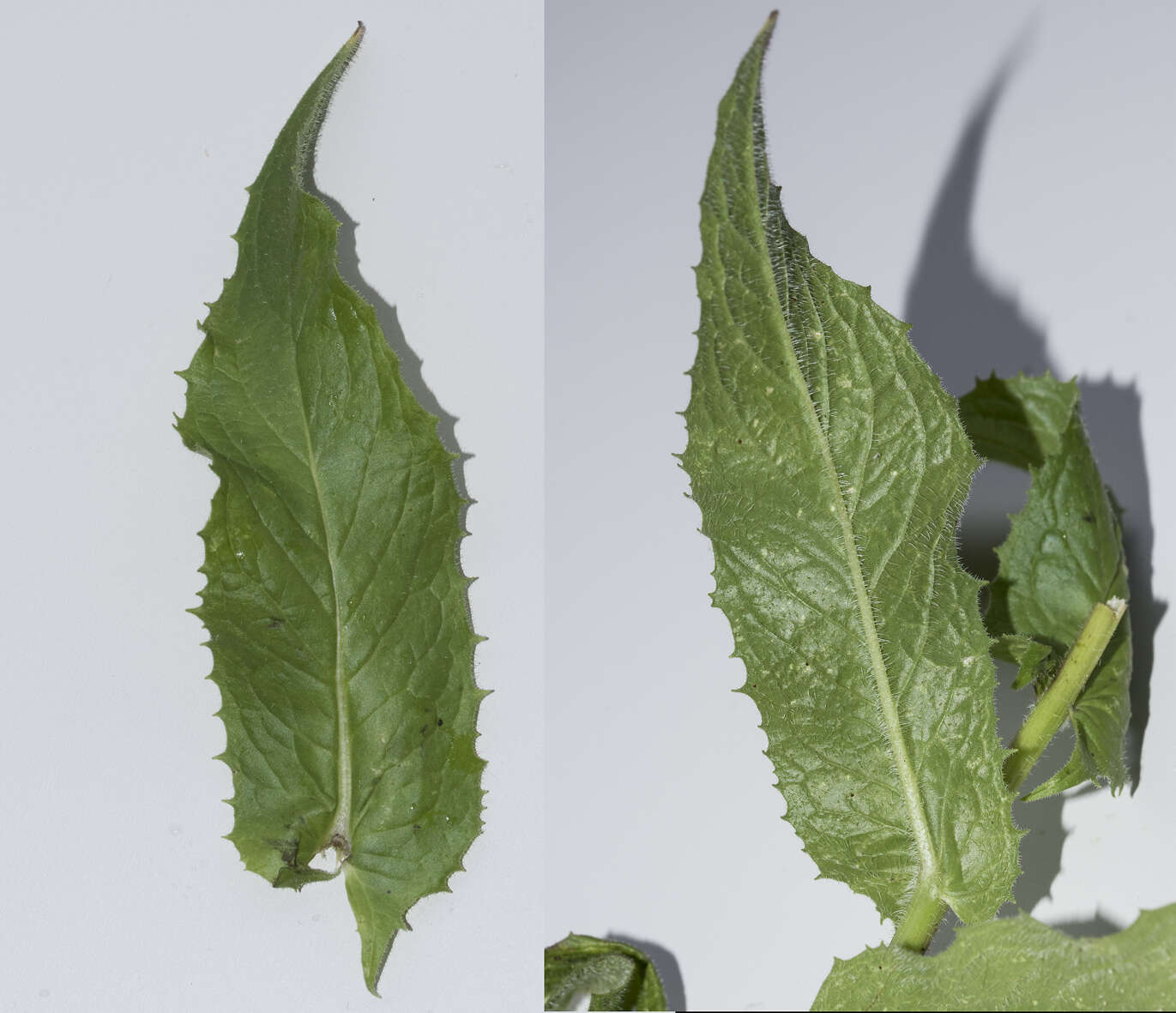 Image of Pyrenean Hawksbeard