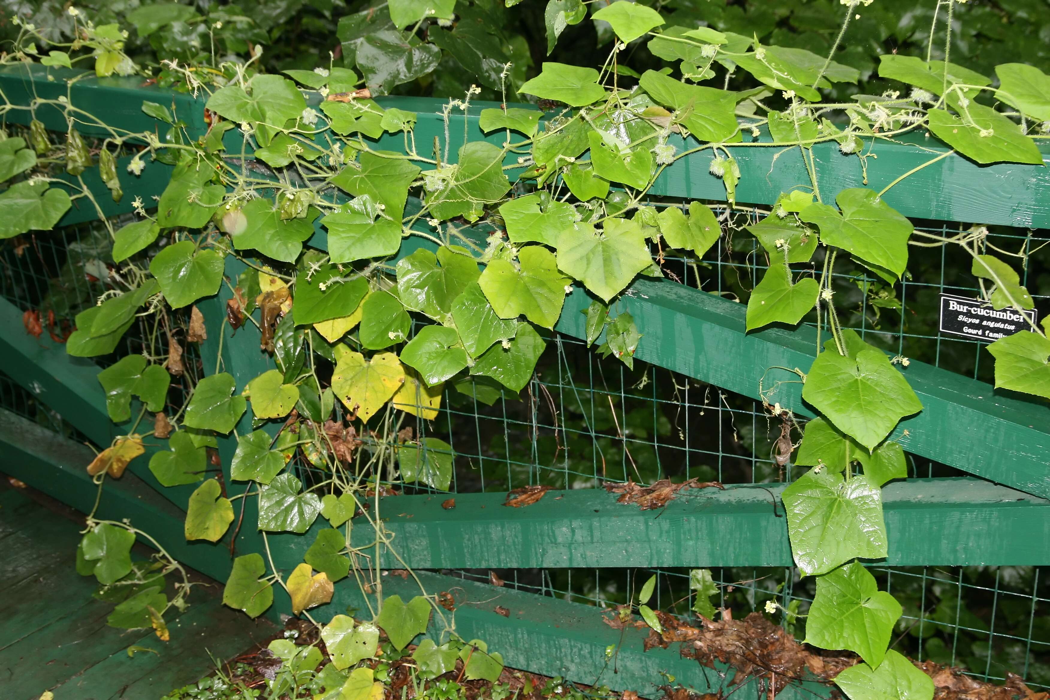 Image of oneseed bur cucumber