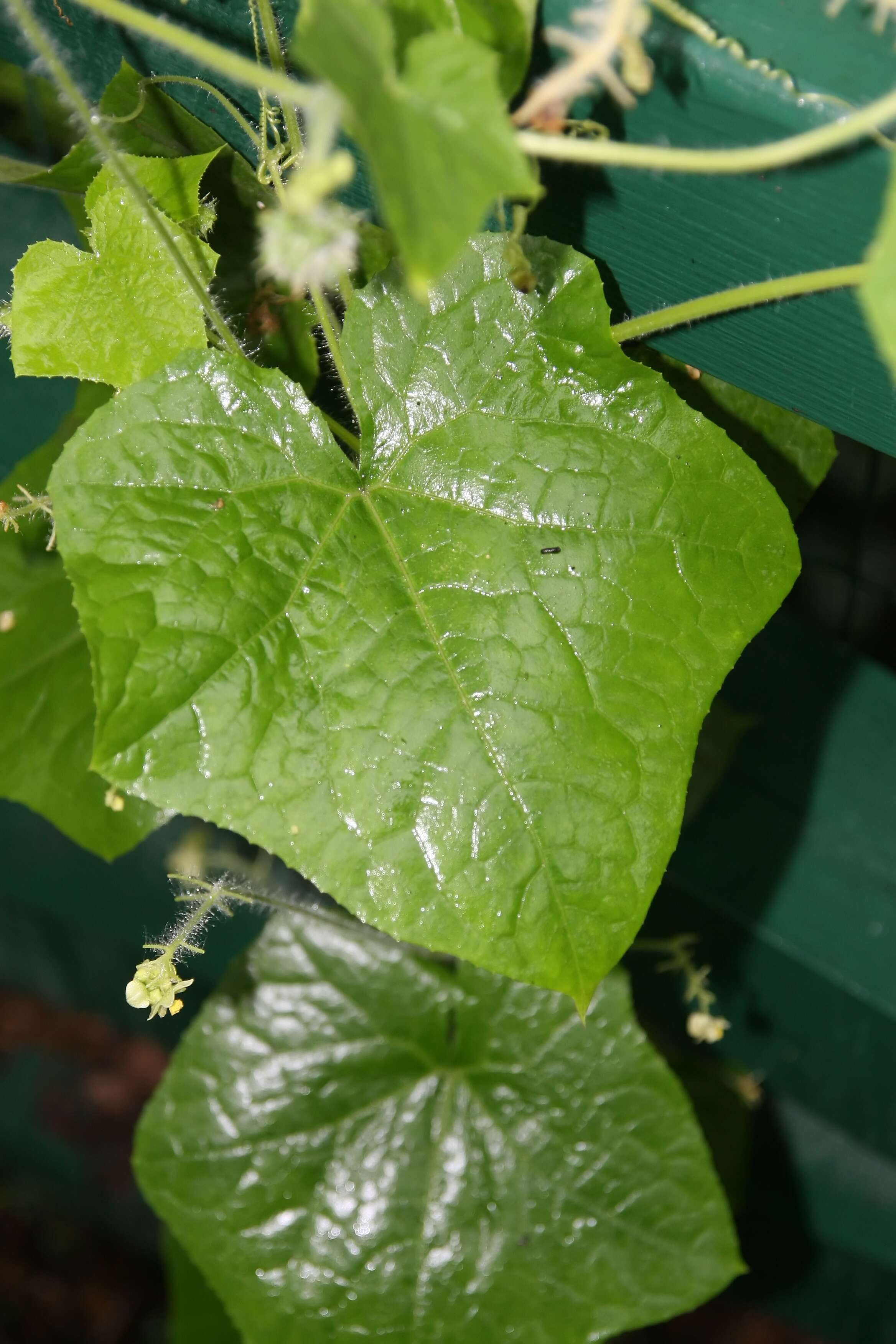 Image of oneseed bur cucumber