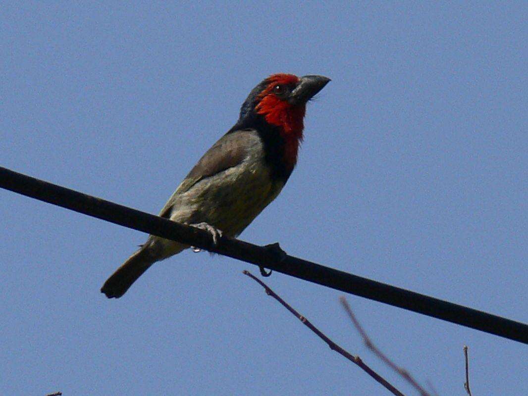 Слика од Lybius torquatus torquatus (Dumont 1805)