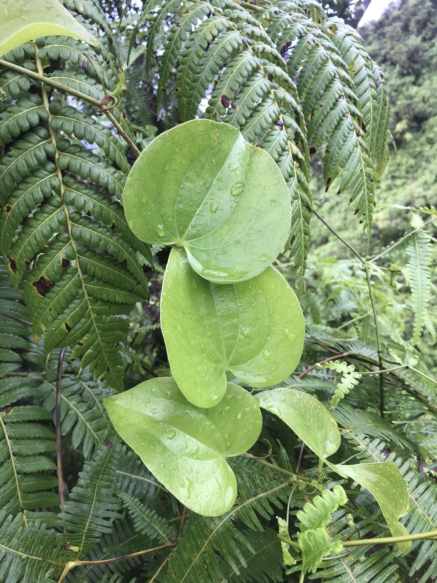 Image de Smilax melastomifolia Sm.