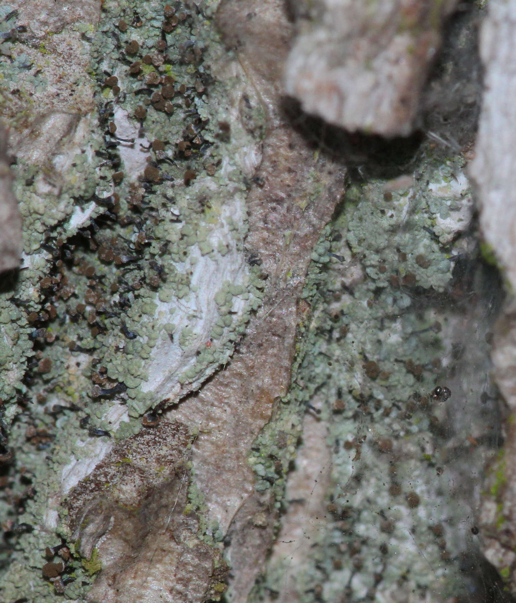 Image of needle lichen