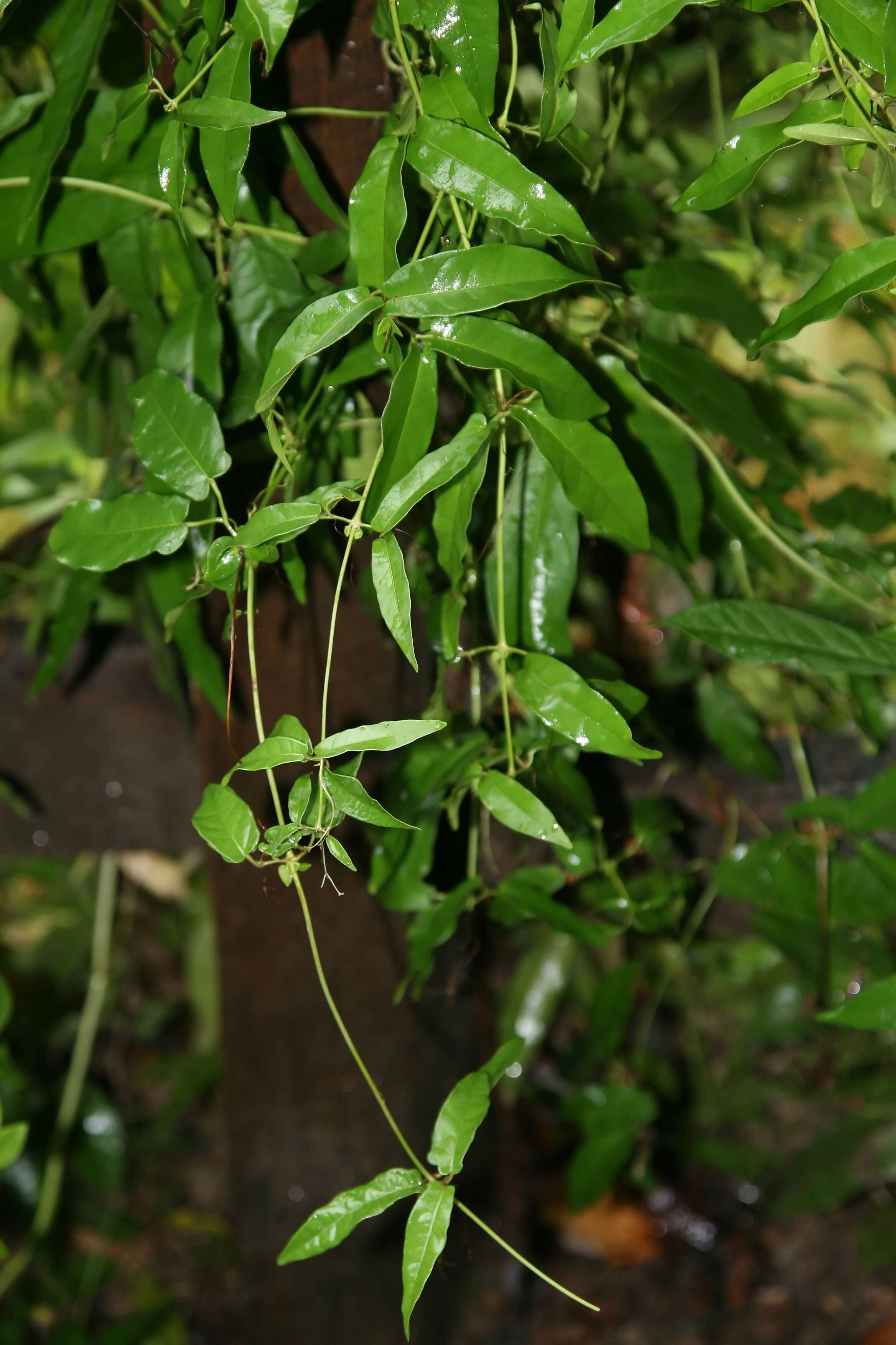 Image of Maypop