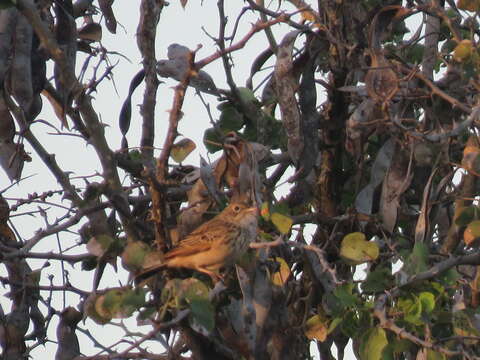 Image of Bush Pipit