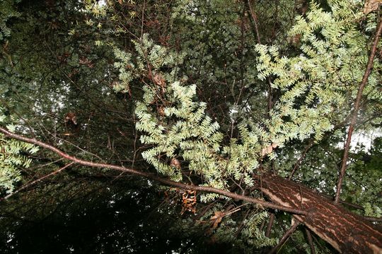 Image of Carolina Hemlock