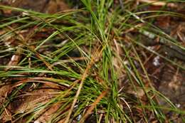 Image of Pennsylvania sedge