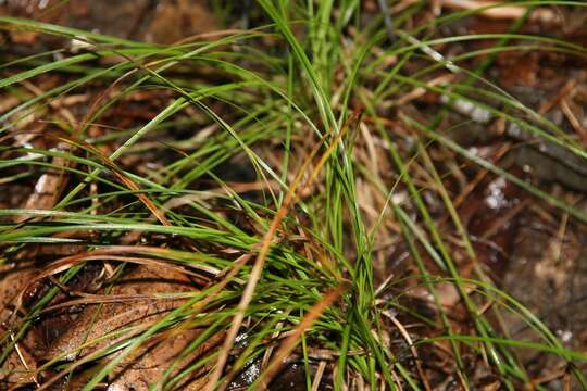 Image of Pennsylvania sedge