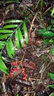 Image of Dypsis concinna Baker