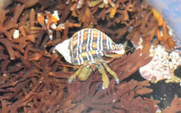 Image of blueband hermit crab