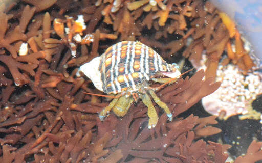 Image of blueband hermit crab