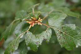 Image of fragrant sumac