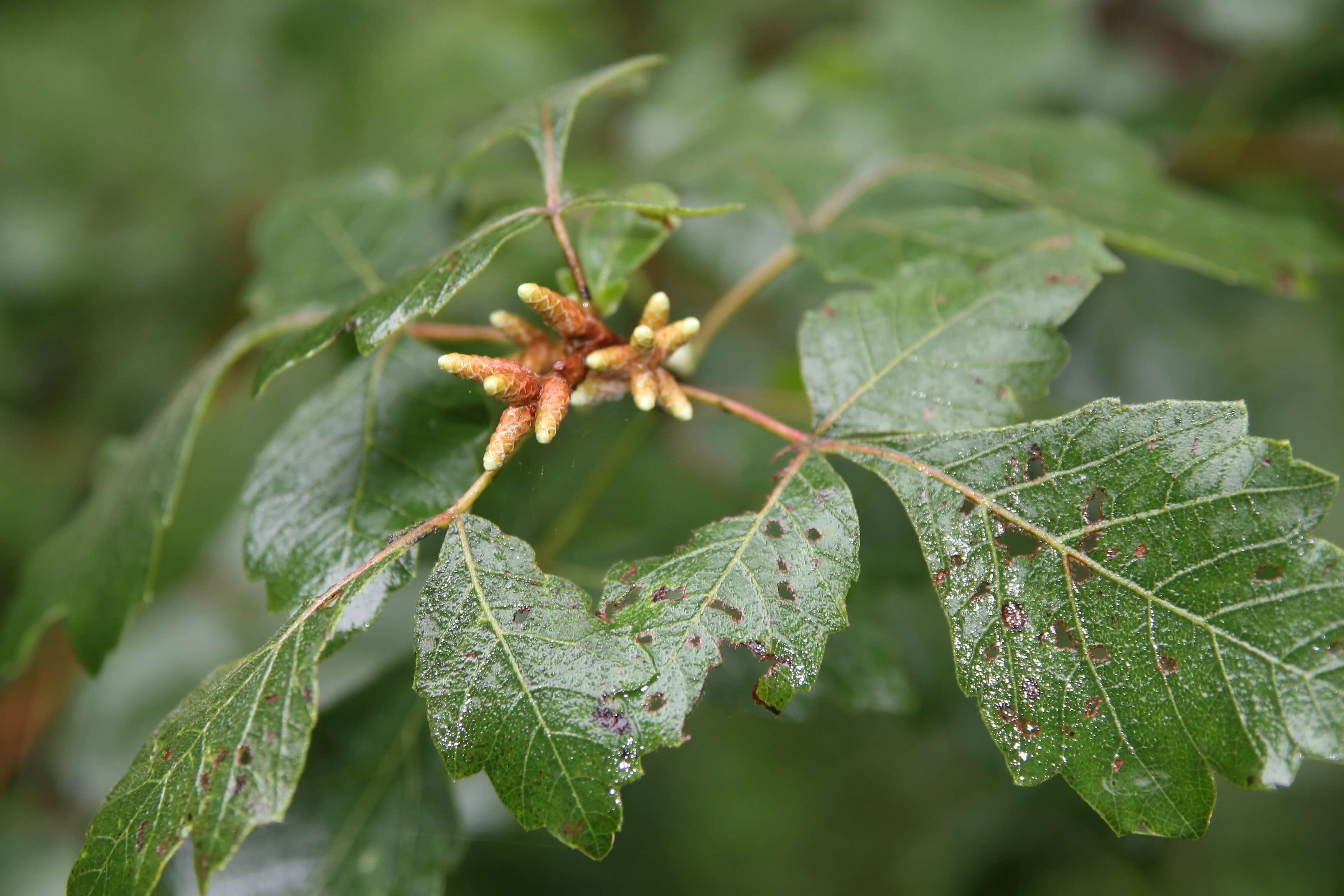 Image of fragrant sumac