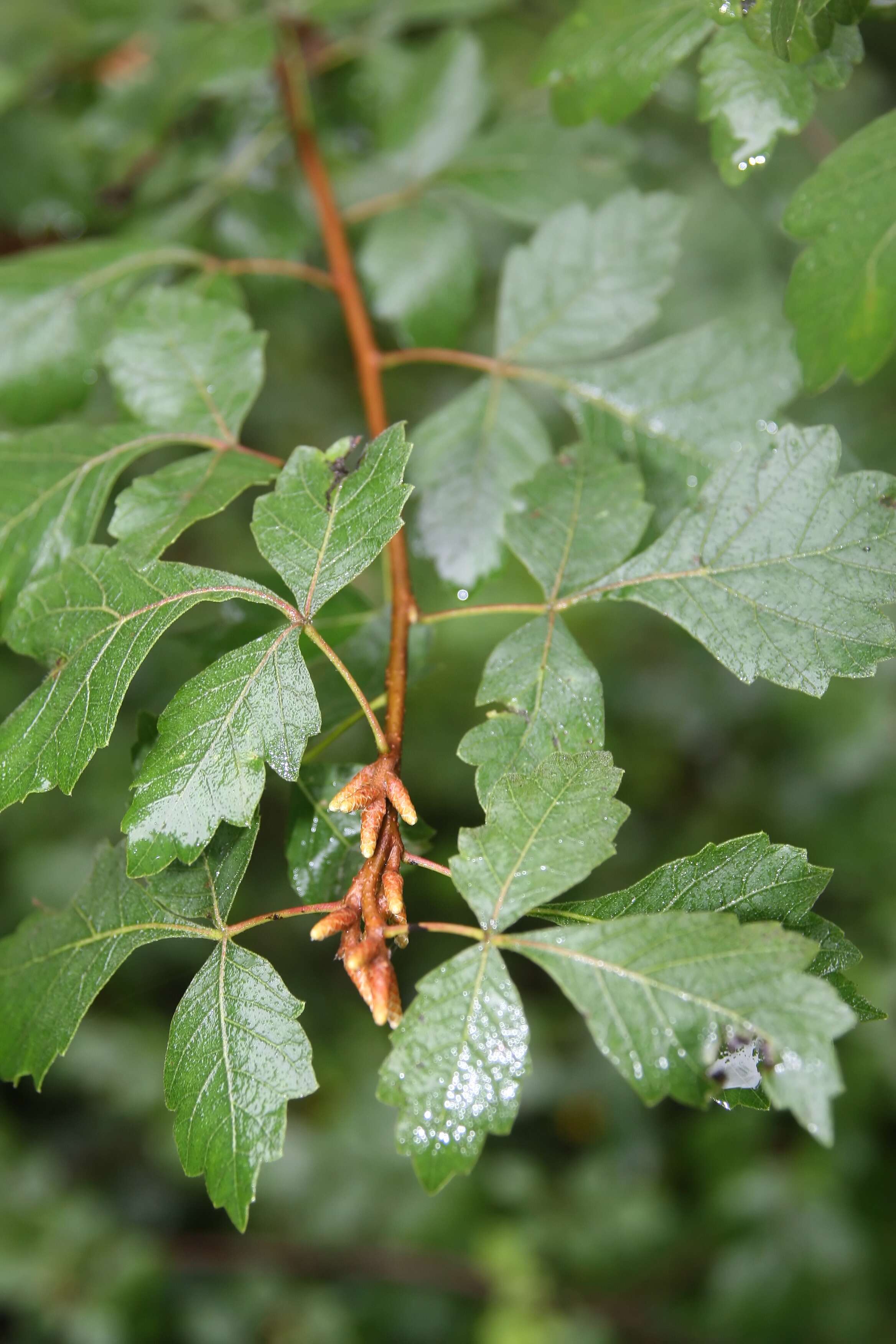 Image of fragrant sumac