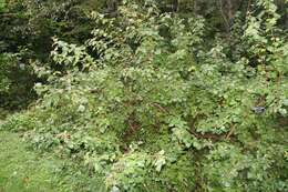 Image of fragrant sumac