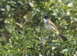 Image of Brown-breasted Bulbul