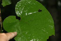 Image of Dutchman's pipe