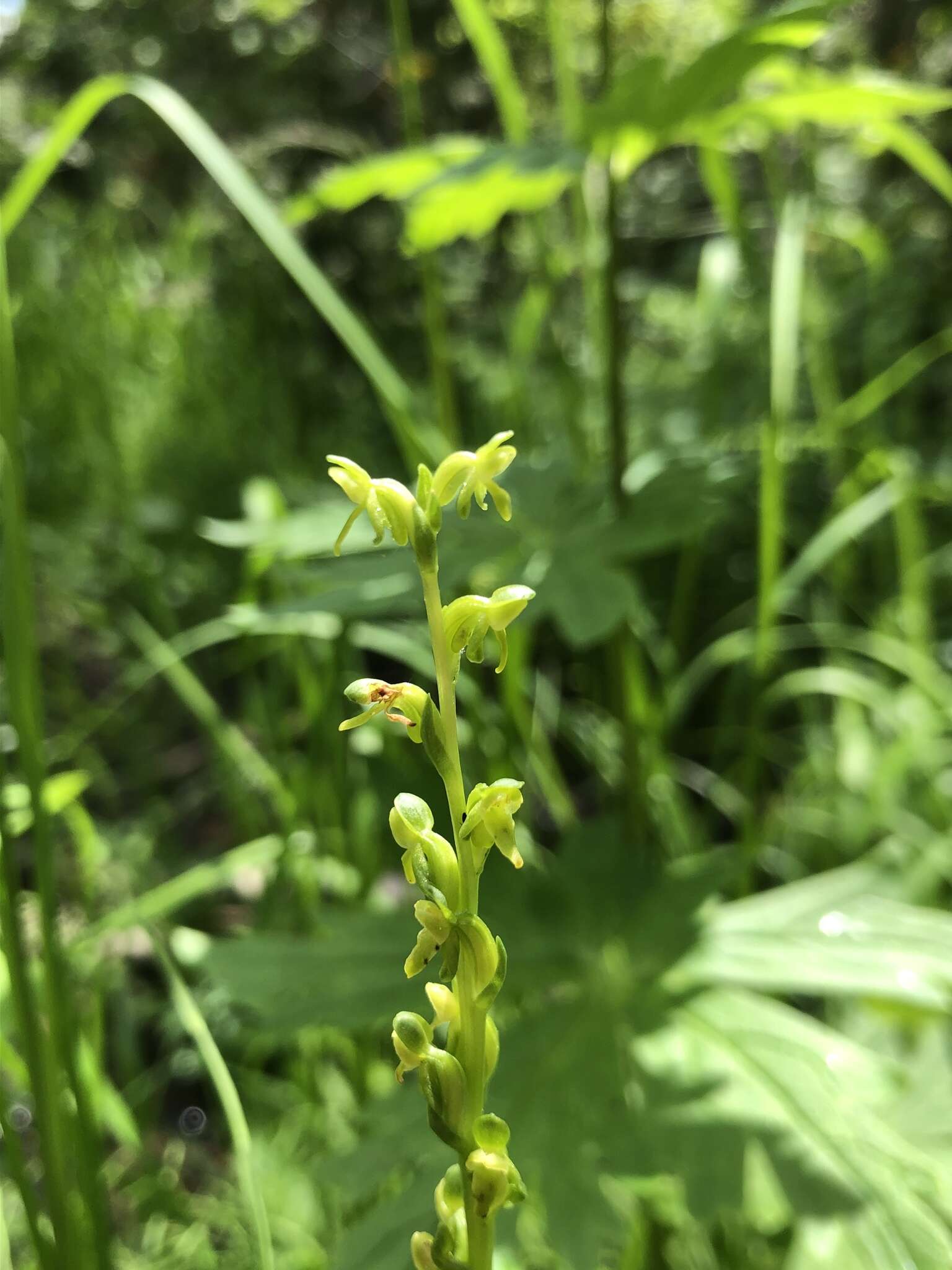 Image of purple-petal bog orchid