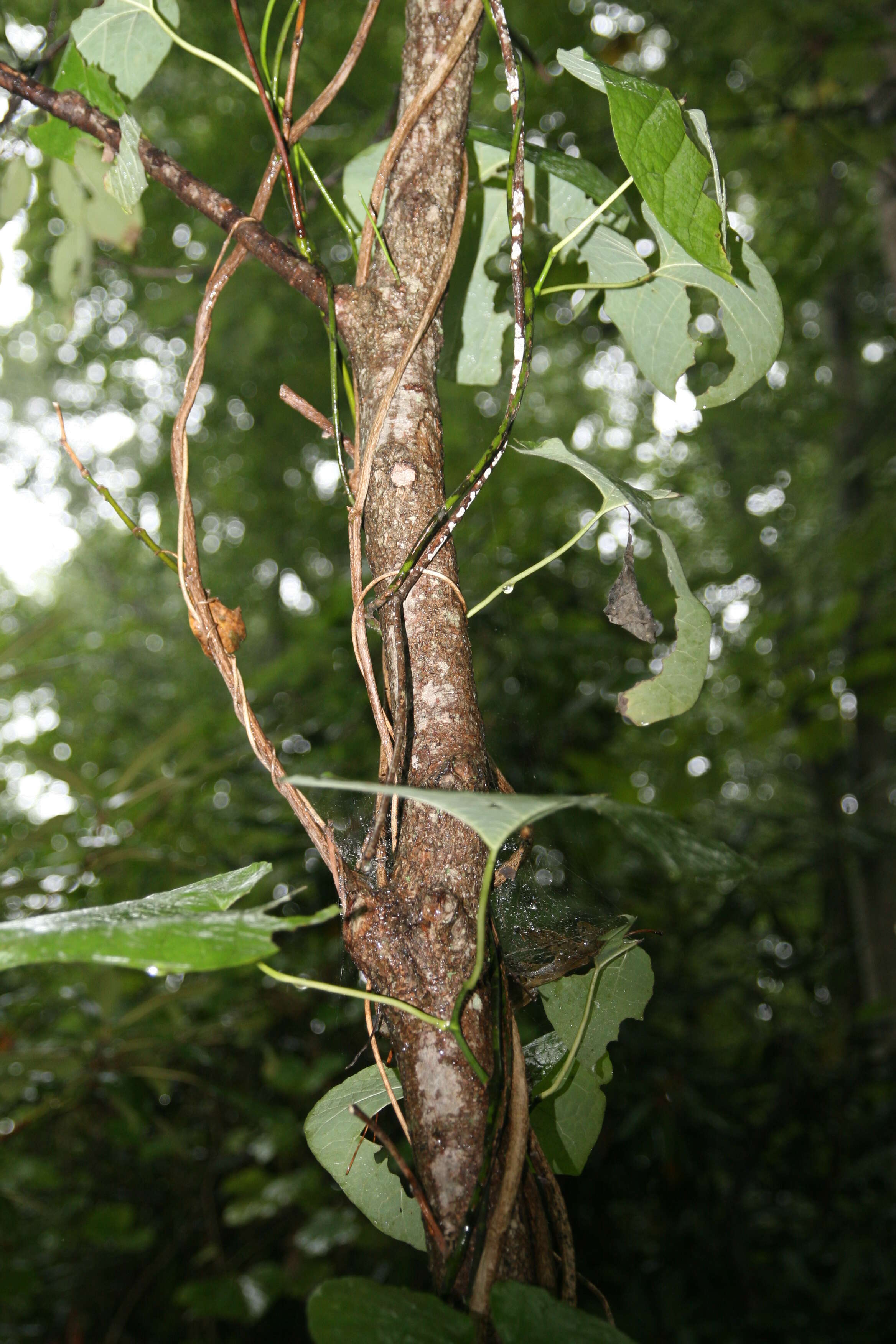 Image de Aristoloche siphon