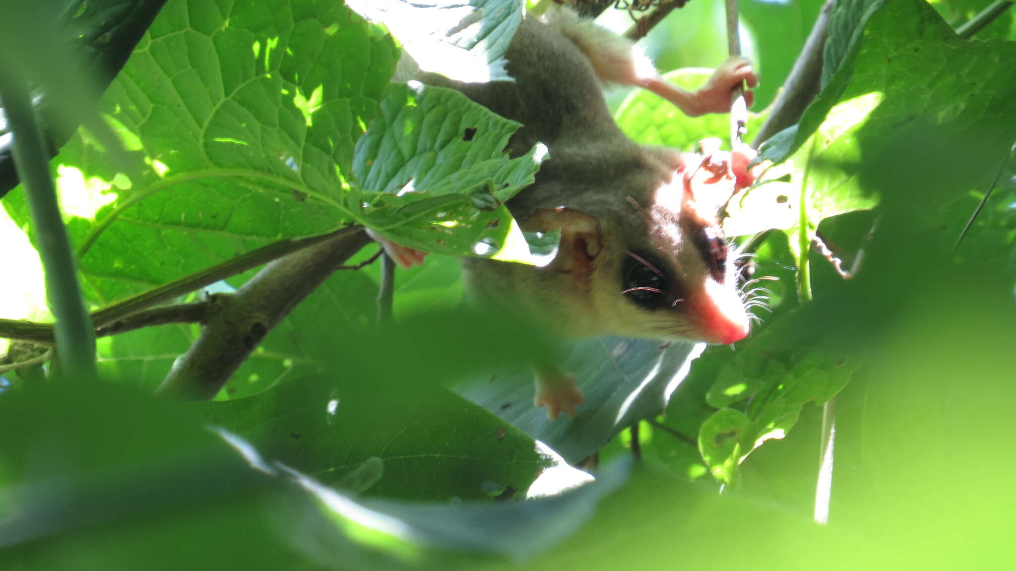 Image of Mexican Mouse Opossum