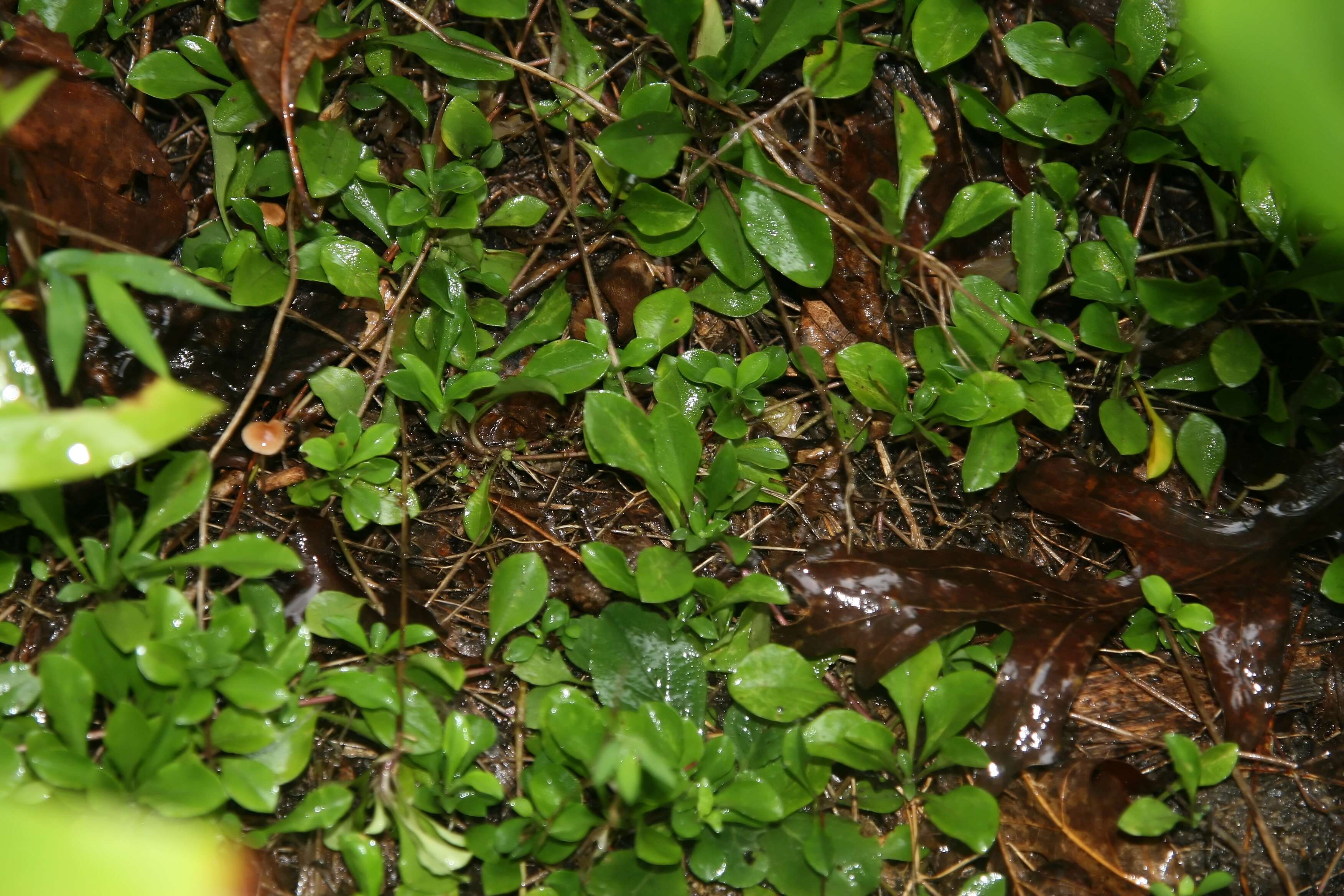 Image of creeping phlox