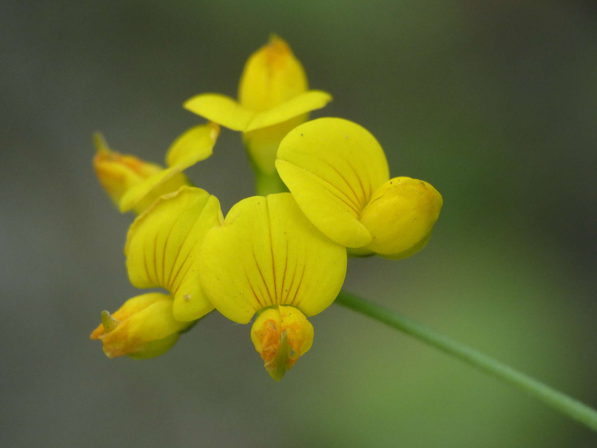 Image of Narrow-leaved Bird's-foot-trefoil