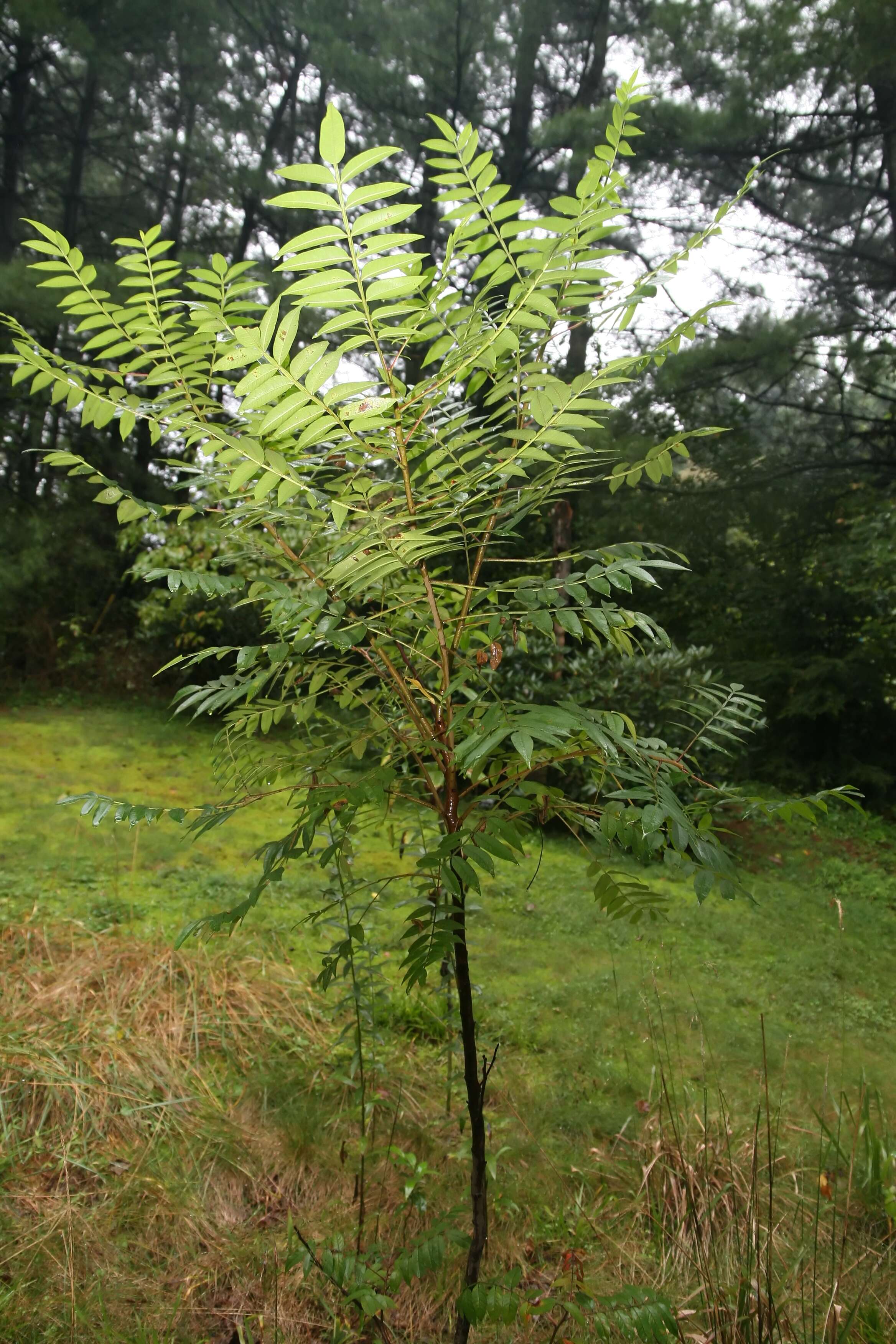 Image de Rhus copallinum