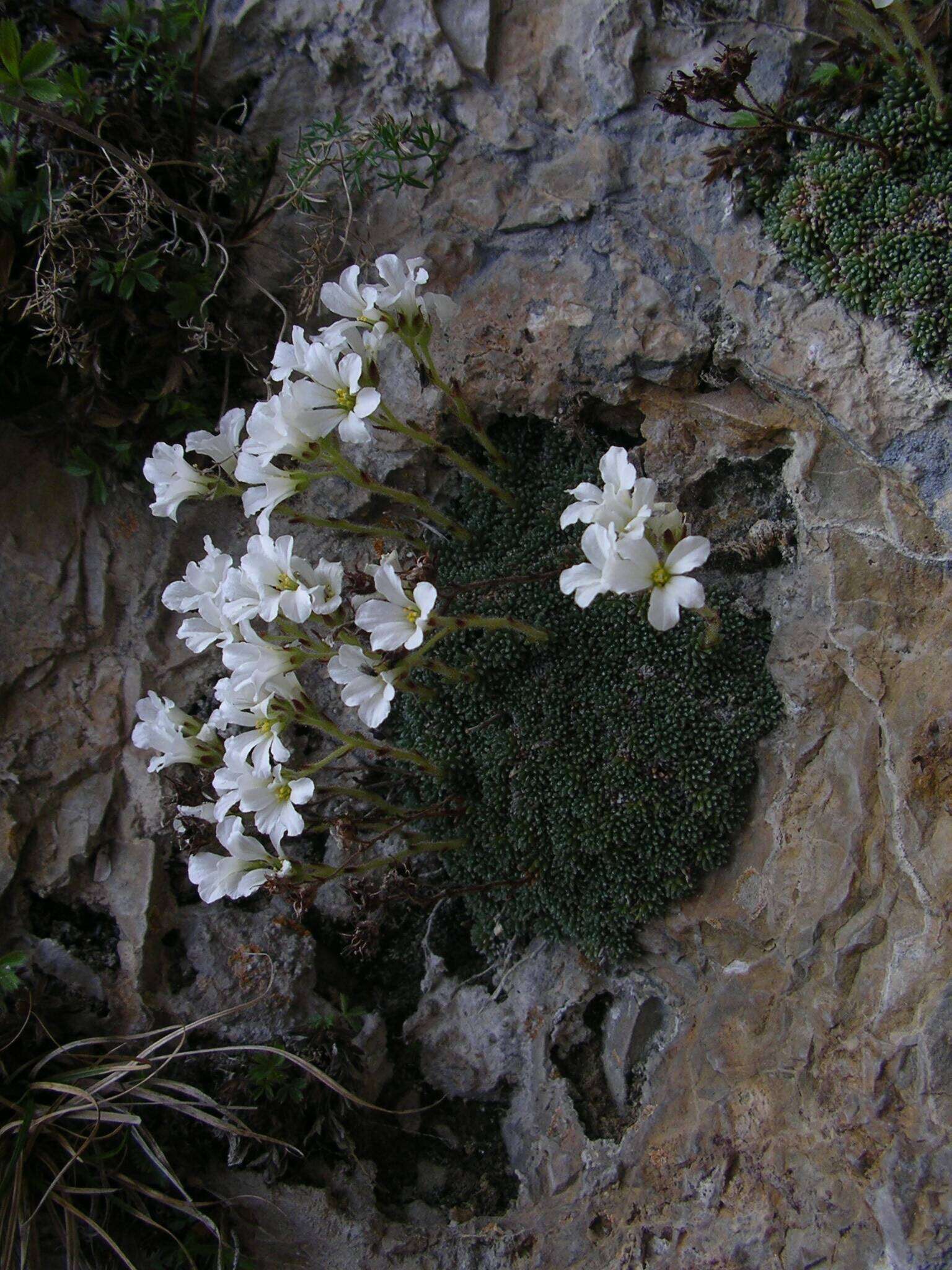 Image of Saxifraga diapensioides Bellardi