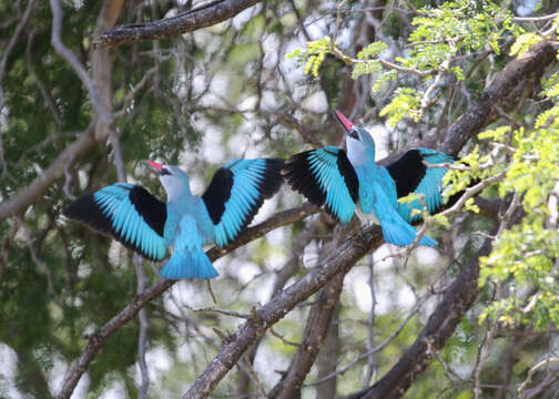 صورة Halcyon senegalensis cyanoleuca (Vieillot 1818)