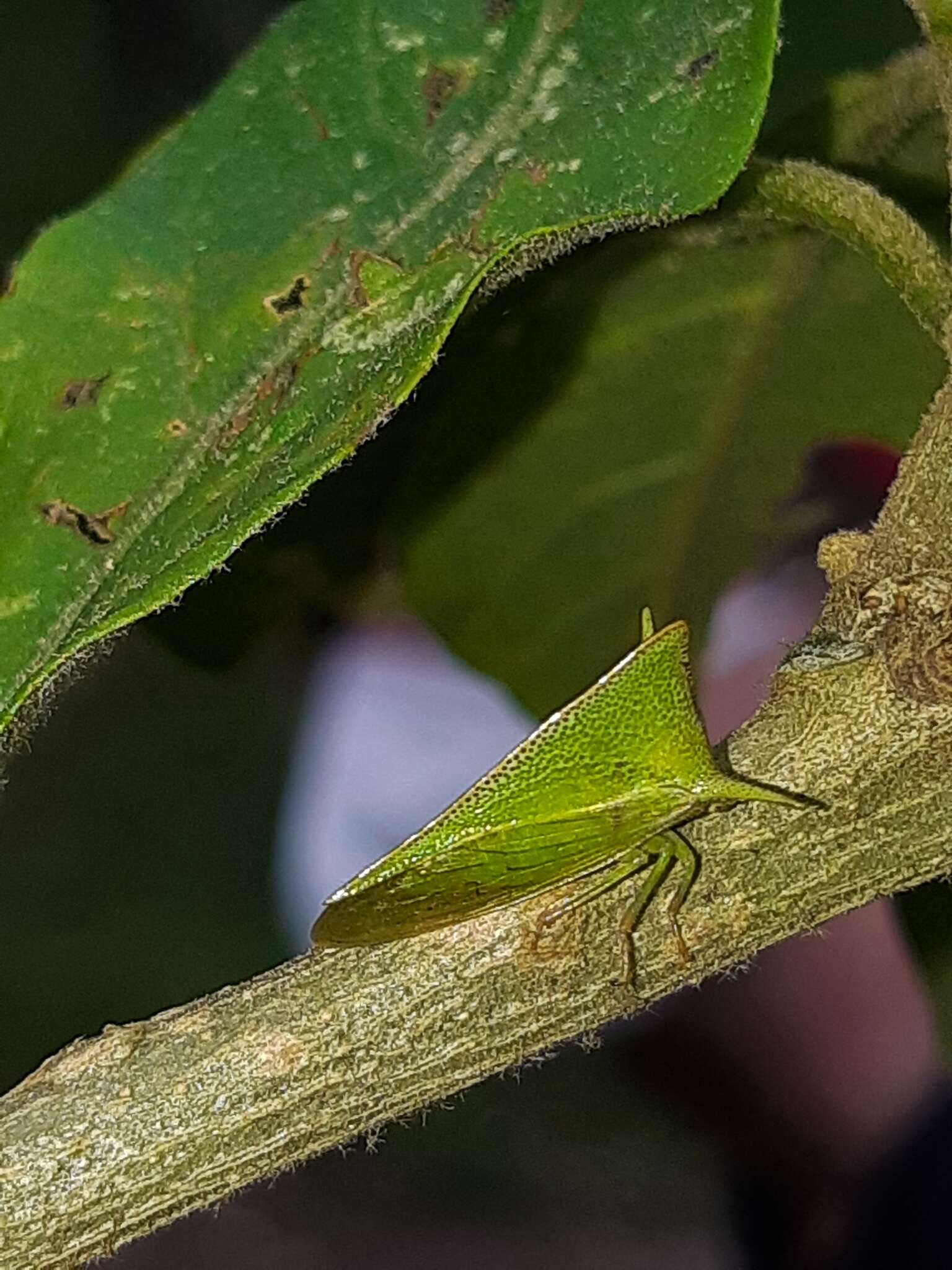 Image of Alchisme grossa Fairmaire