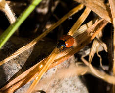 Imagem de Coccinella californica Mannerheim 1843