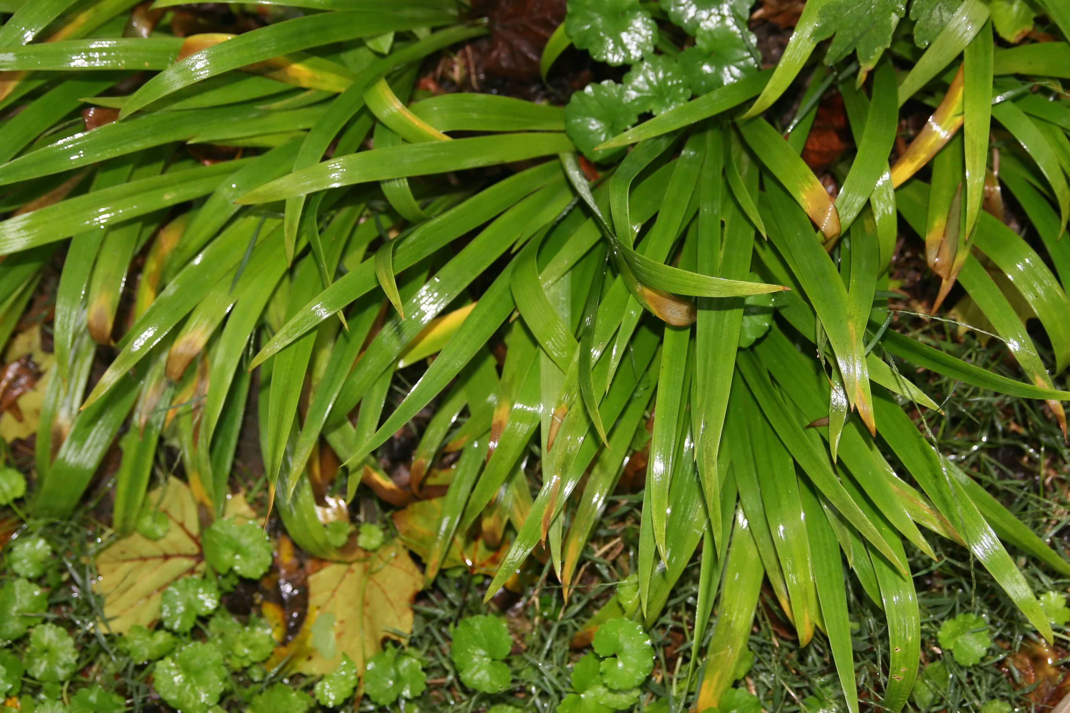 Image of crested iris