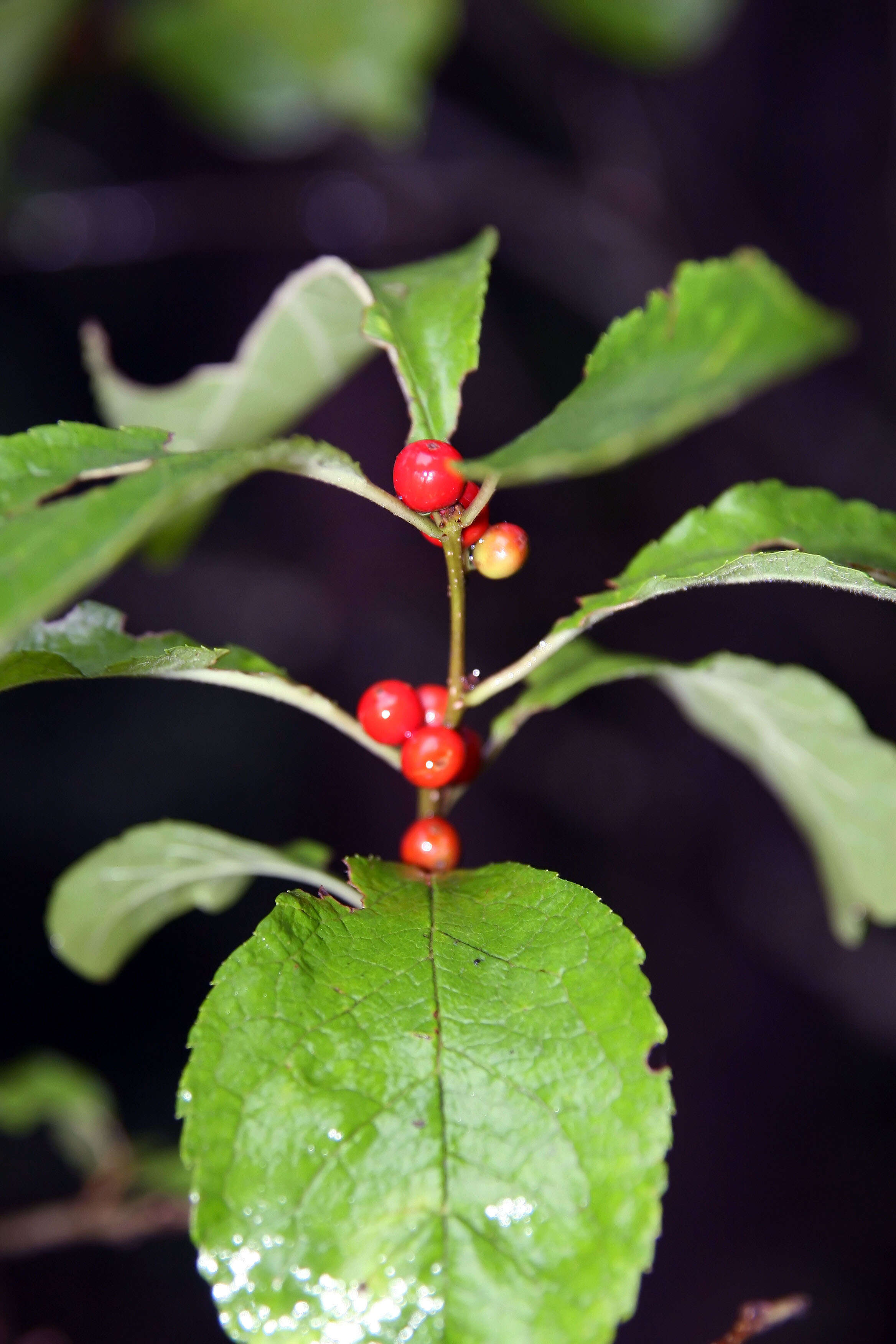 Image of Michigan holly