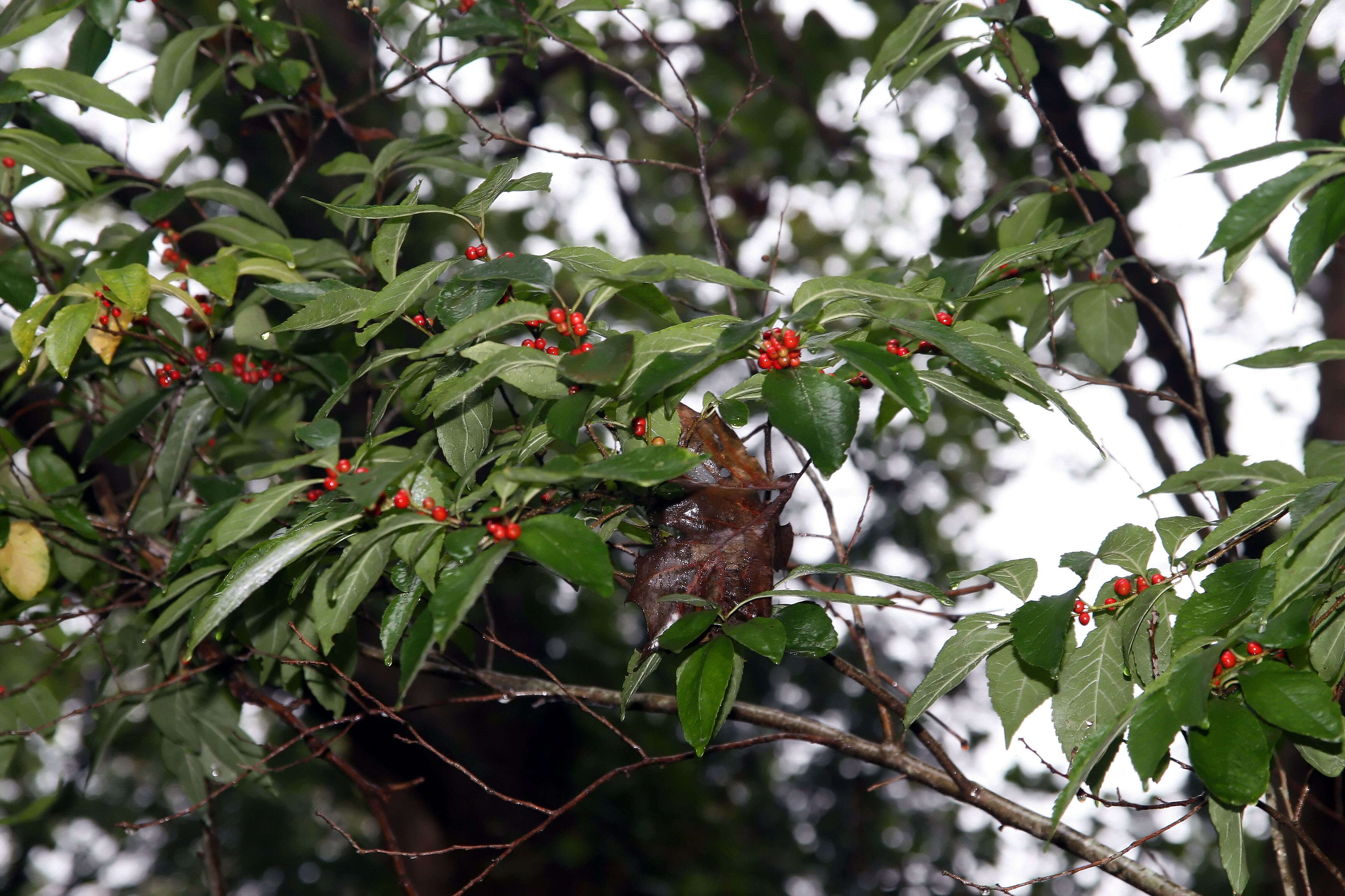 Image of Michigan holly