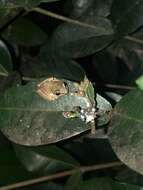 Image of Antilles Robber Frog