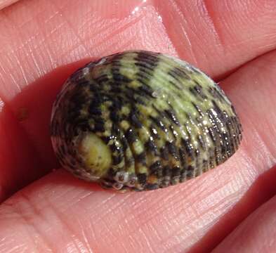 Image of checkered nerite